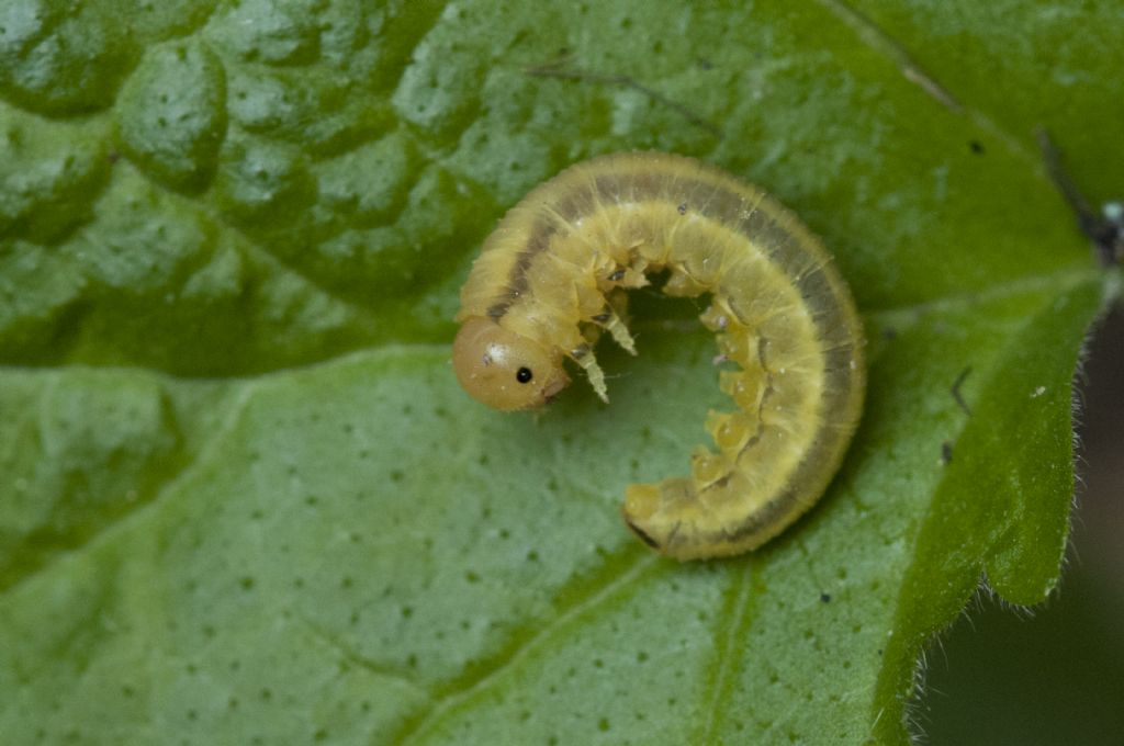 Piccolo bruco da Identificare